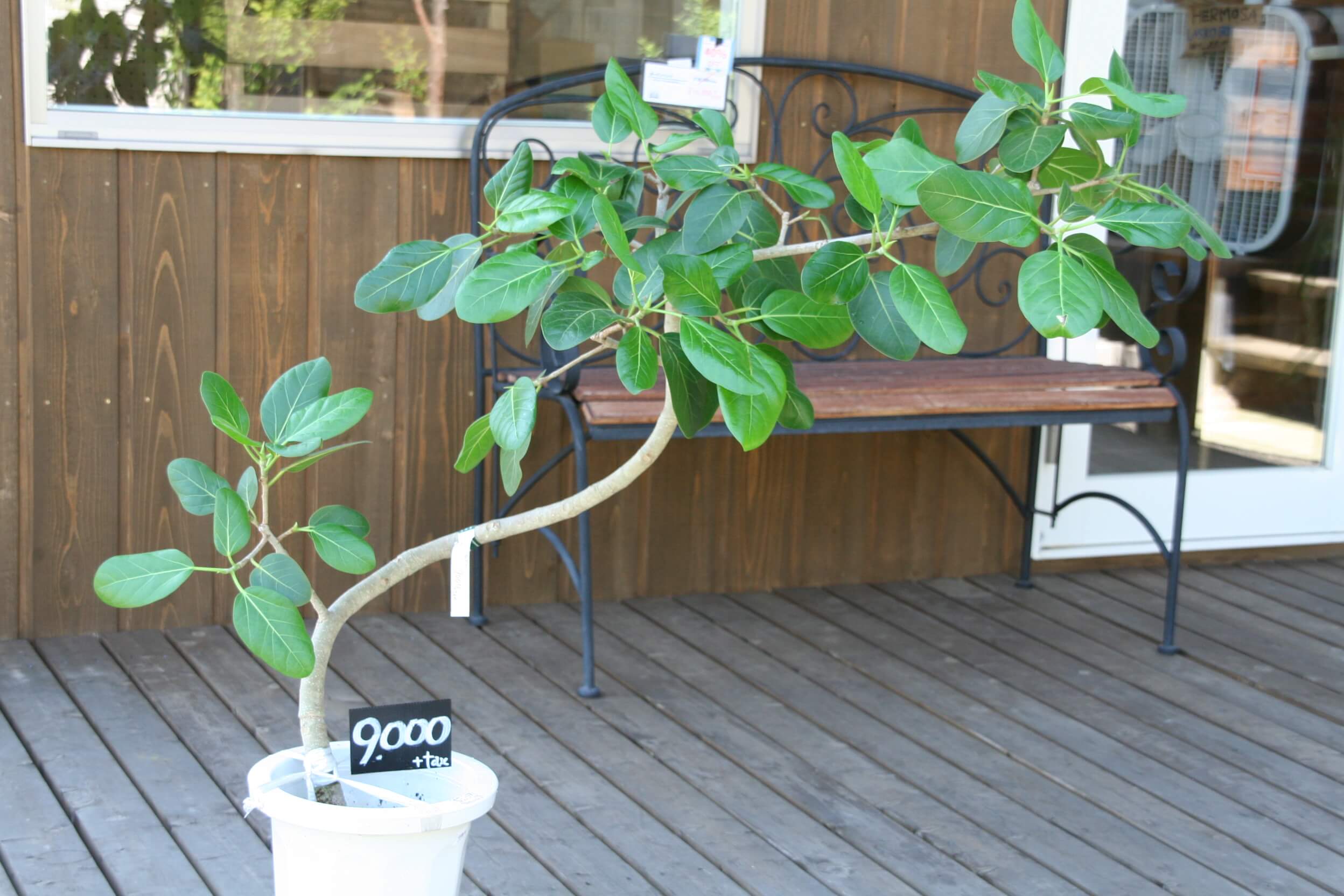 個性豊かな植物たち