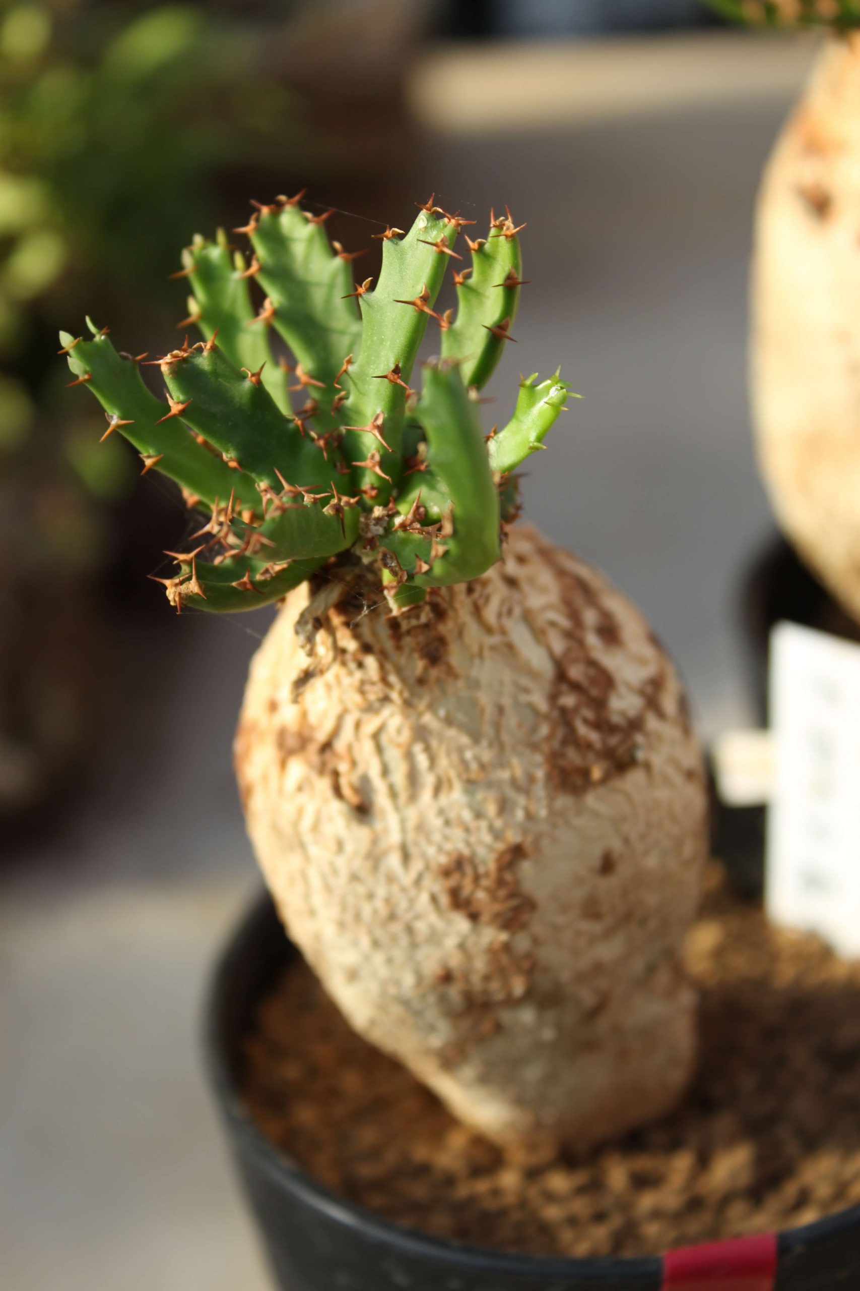 部屋を彩る植物たち
