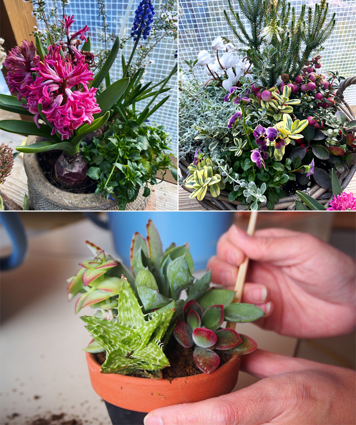 自分で作る小さな風景、寄せ植え