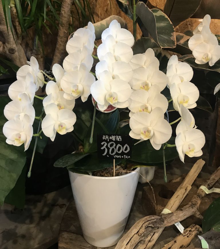 「胡蝶蘭」