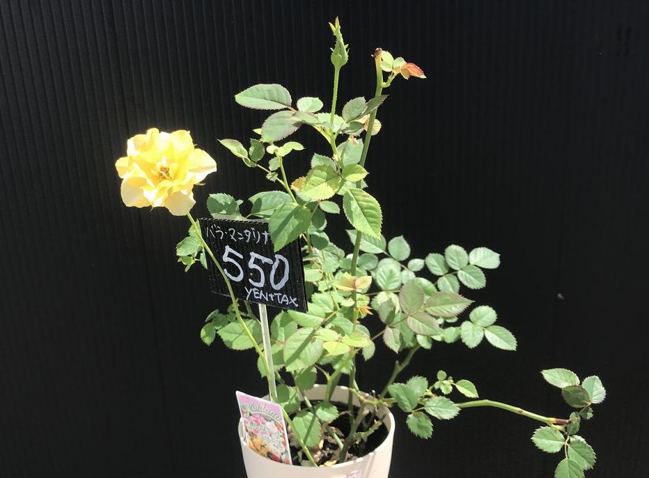 GREEN、花を長く楽しむ