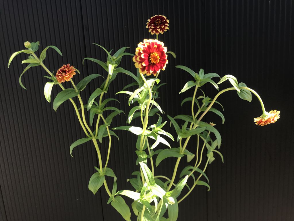 花のある暮らし