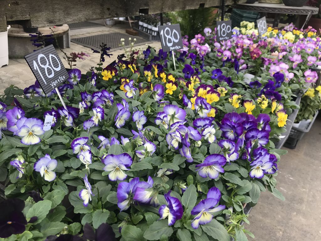季節の花を取り入れよう