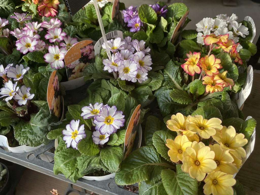 冬を彩る貴重なお花、プリムラ