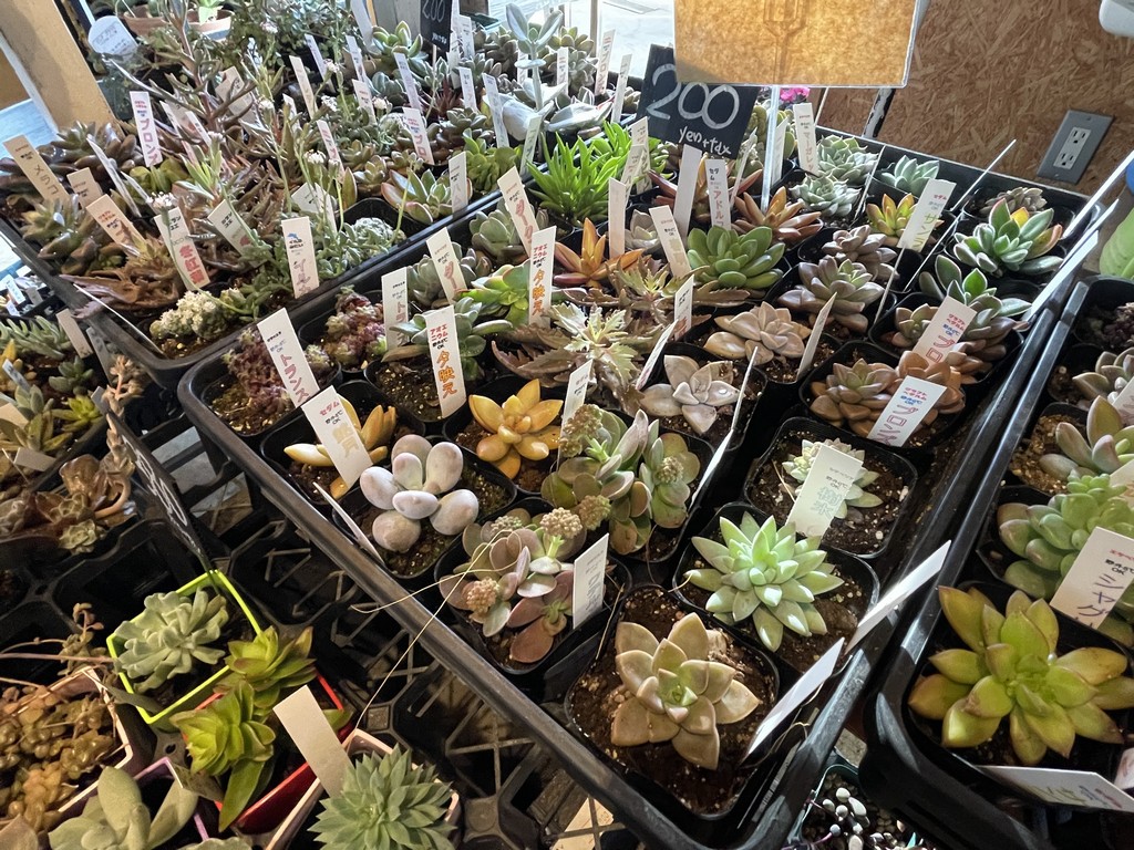 肉厚の葉がかわいい♪多肉植物