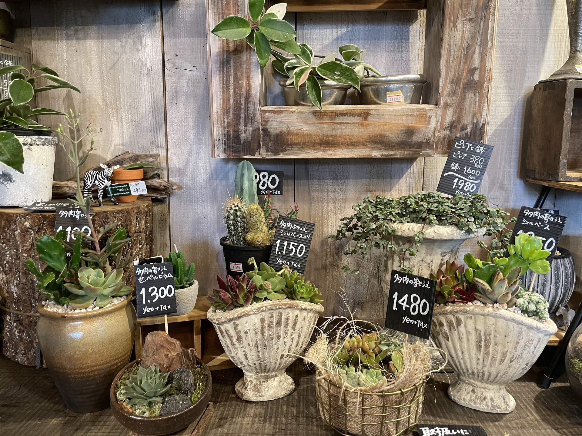 センスよくレイアウトされた、多肉植物ゾーン