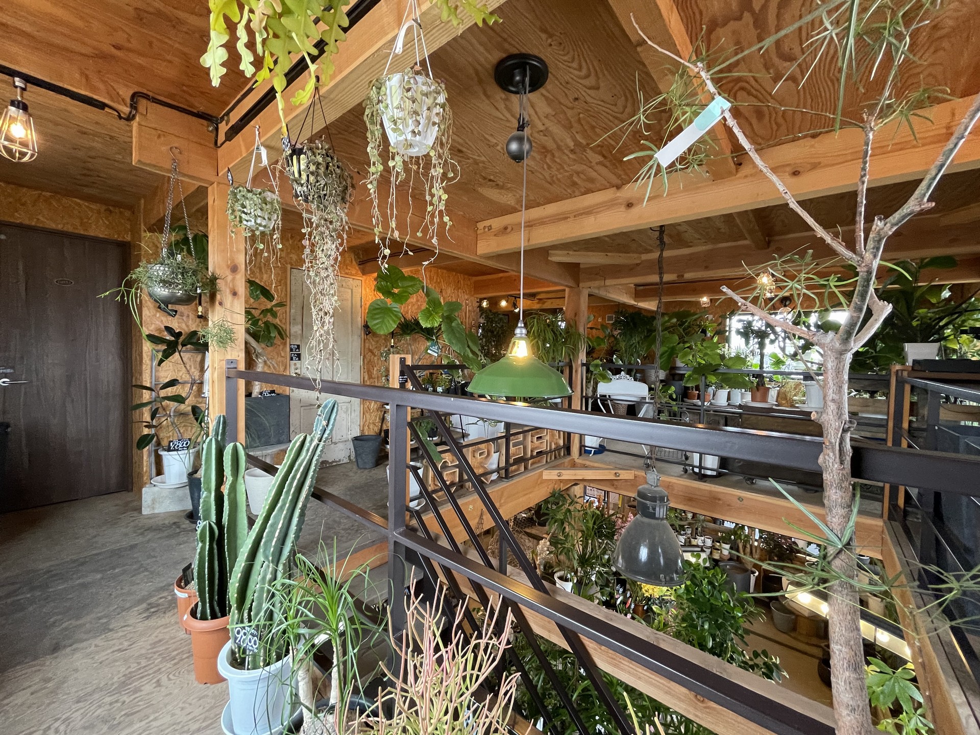 2階にも植物たちがズラリ