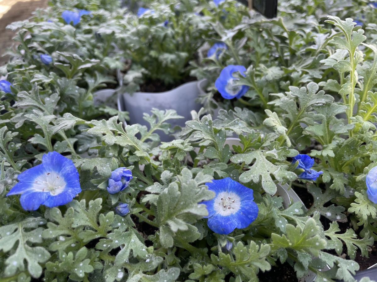 花や緑でリフレッシュ