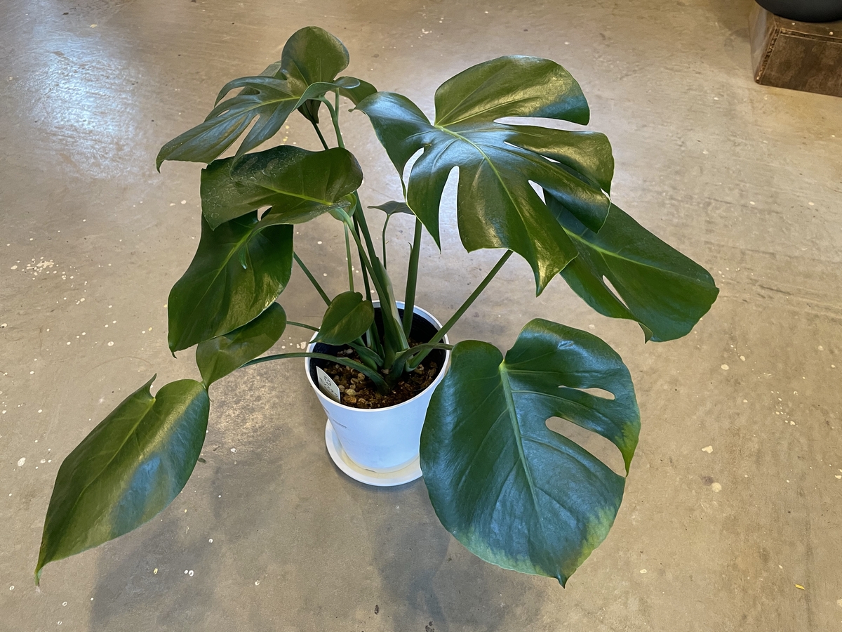 植物に癒やされる