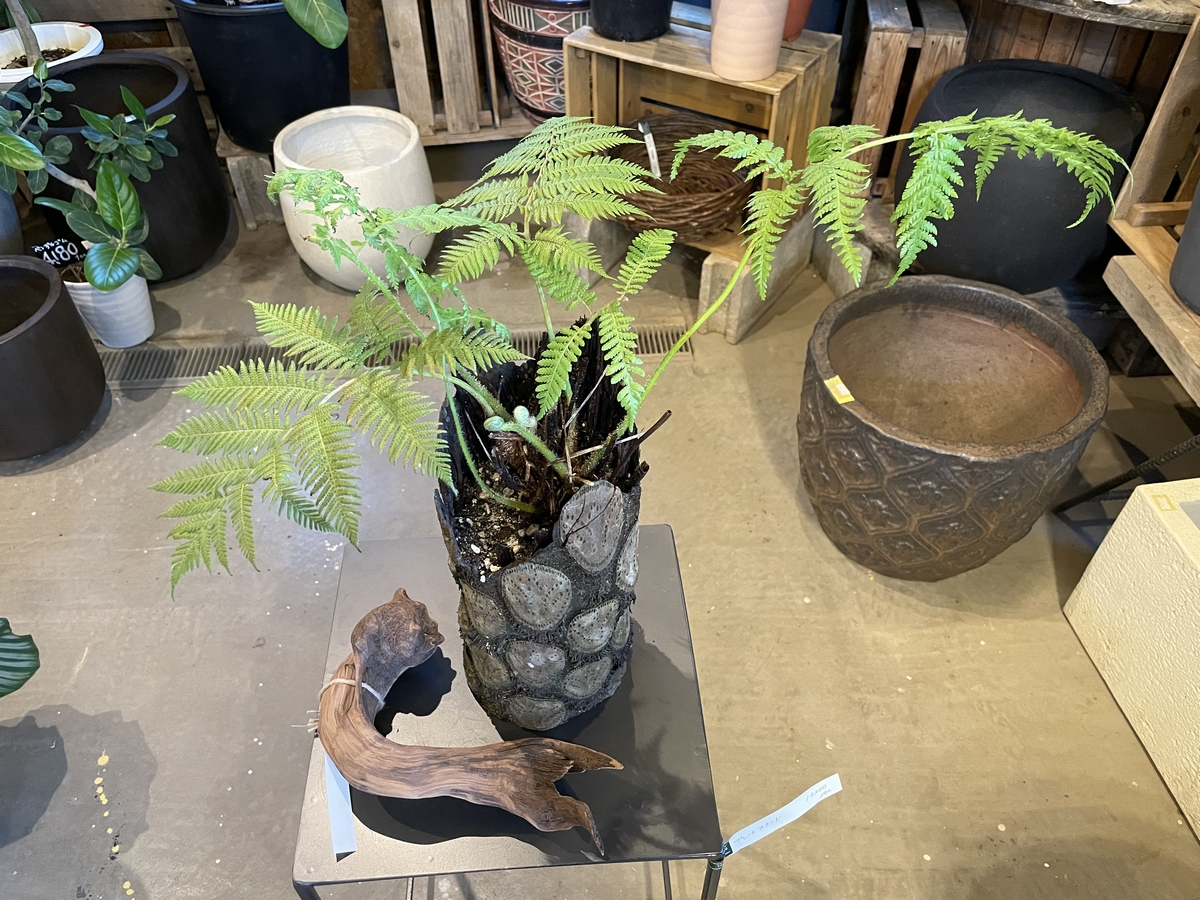 注目の観葉植物!