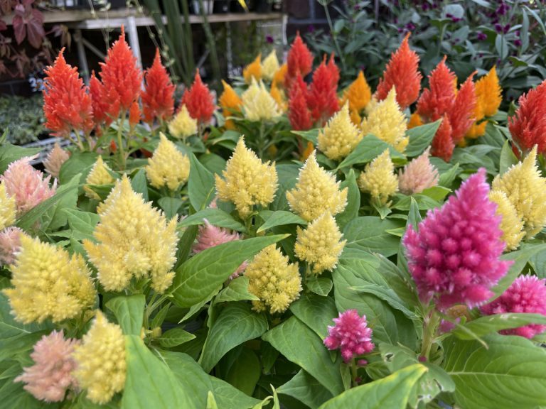 寄せ植えに使われている赤いお花は、秋が旬のケイトウ