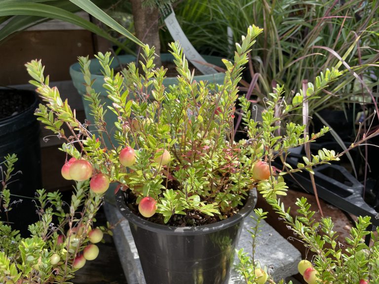 食べられる植物を育てたいという方にはこちら!