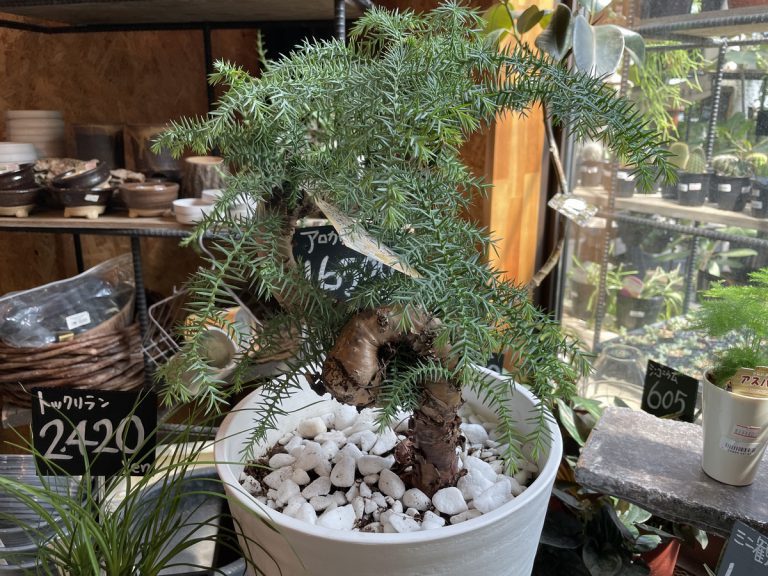 お店には珍しい植物も仲間入りしていますよ。