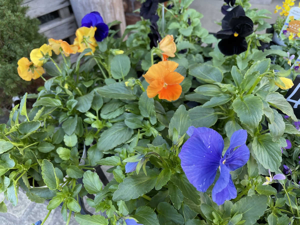 暮らしを彩る植物たち