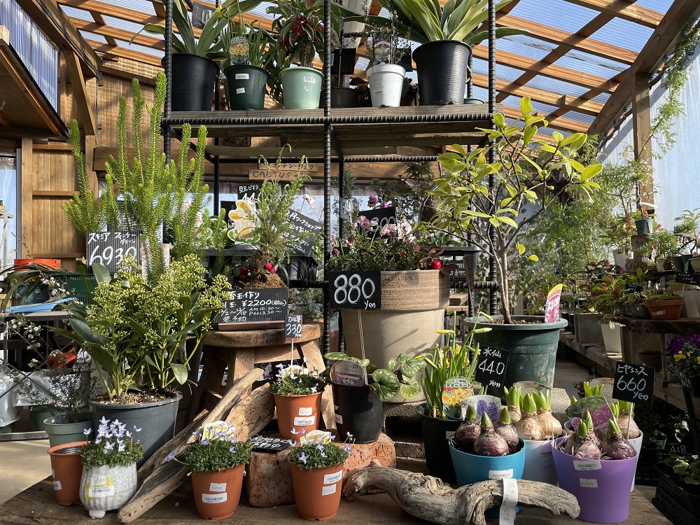 植物を飾って、素敵な新年を迎えよう