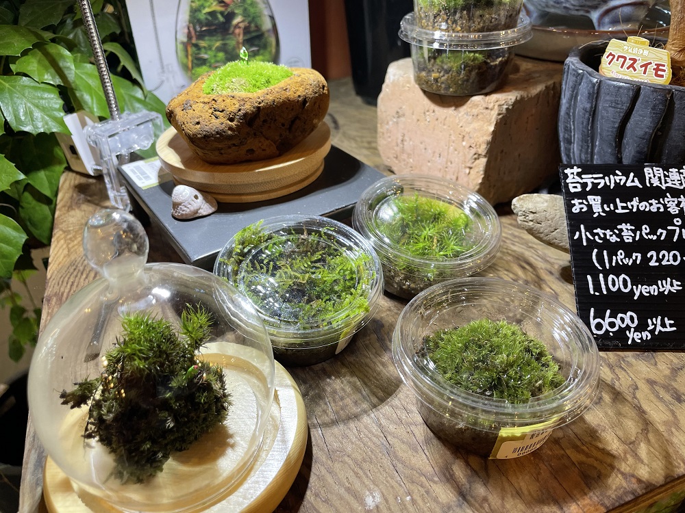 苔の魅力に触れてみよう