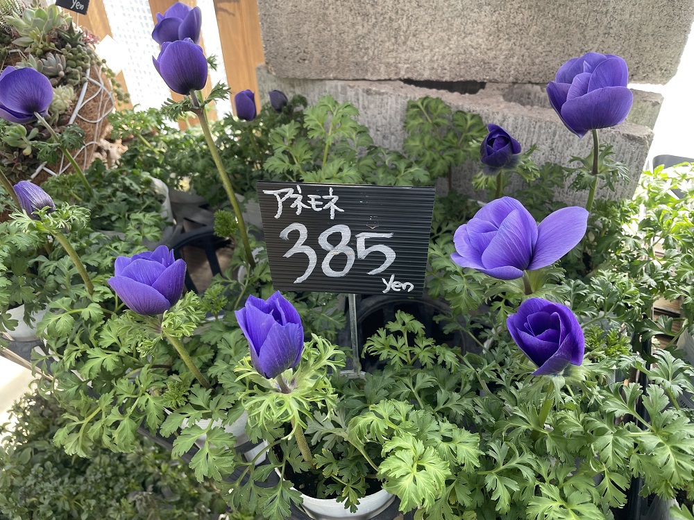 アネモネ