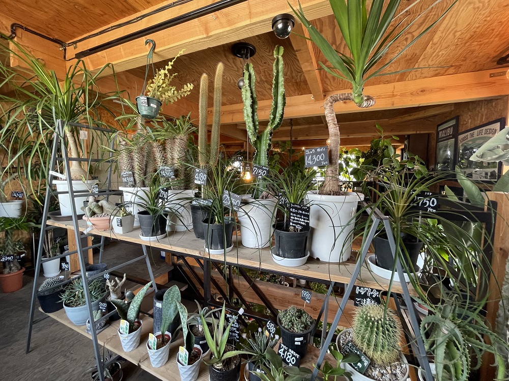 観葉植物もたくさん入荷しています