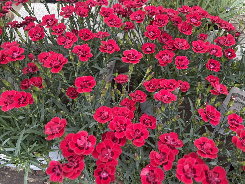 春の花に癒やされよう