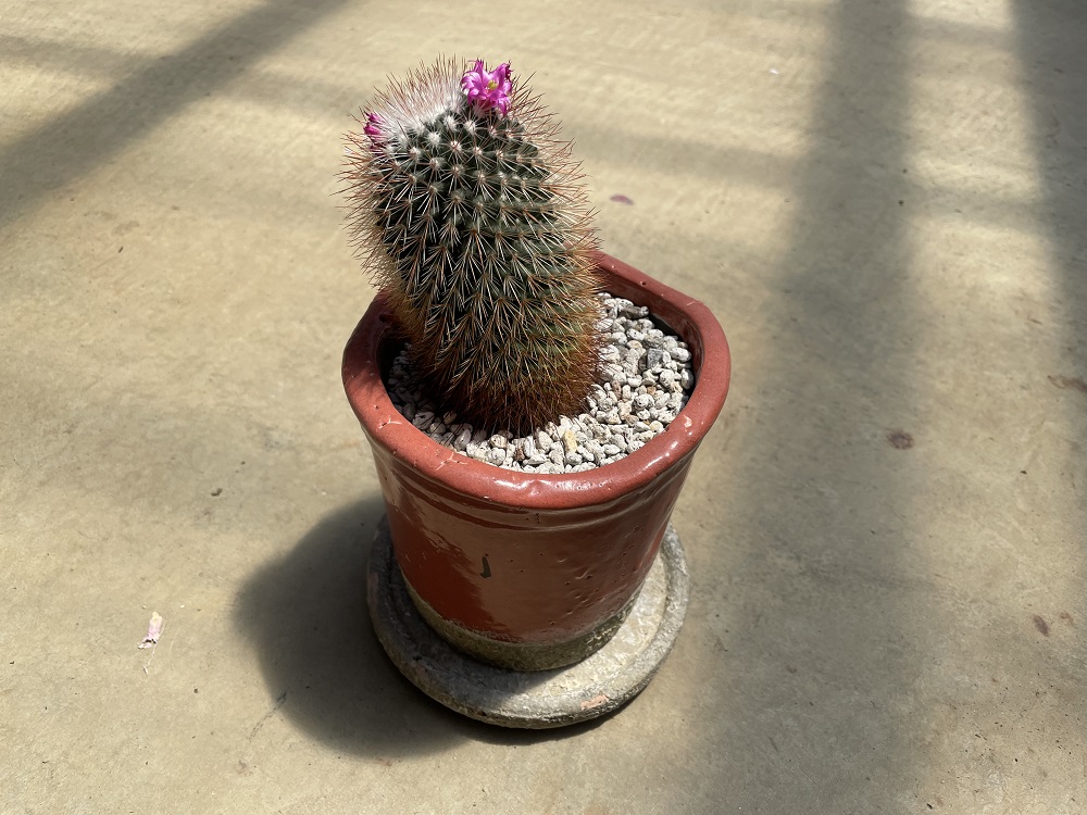 かわいいサボテンもあります