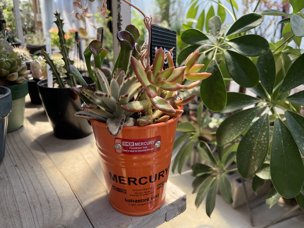 多肉の寄せ植え