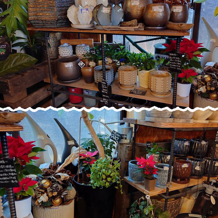 植物を彩る鉢