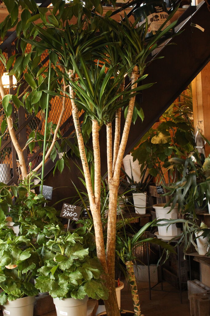存在感たっぷりの観葉植物