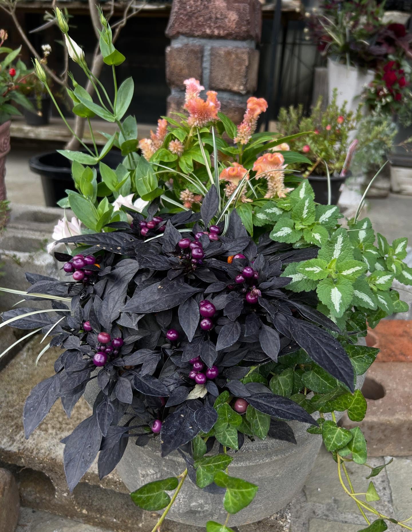 季節感を楽しむ「秋色の植物の寄せ植え」